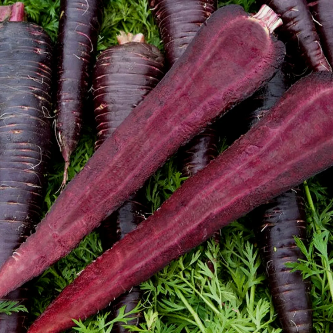 Carrot Deep Purple Coated Seeds | West Coast Seeds